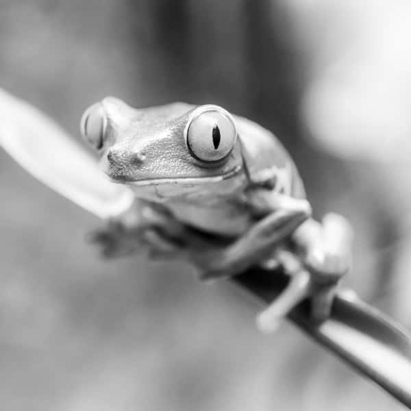 Fotografia di una rana appoggiata sul ramo di una pianta, che guarda dritto in camera. Foto in bianco e nero.